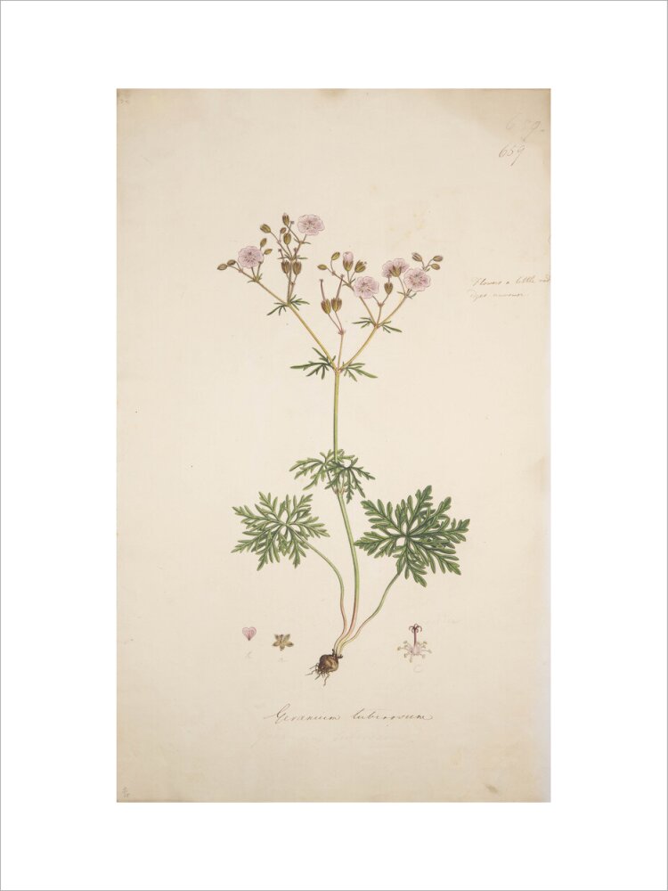 Geranium tuberosum - Art print