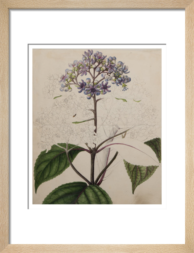 Adamia versicolor - Art print