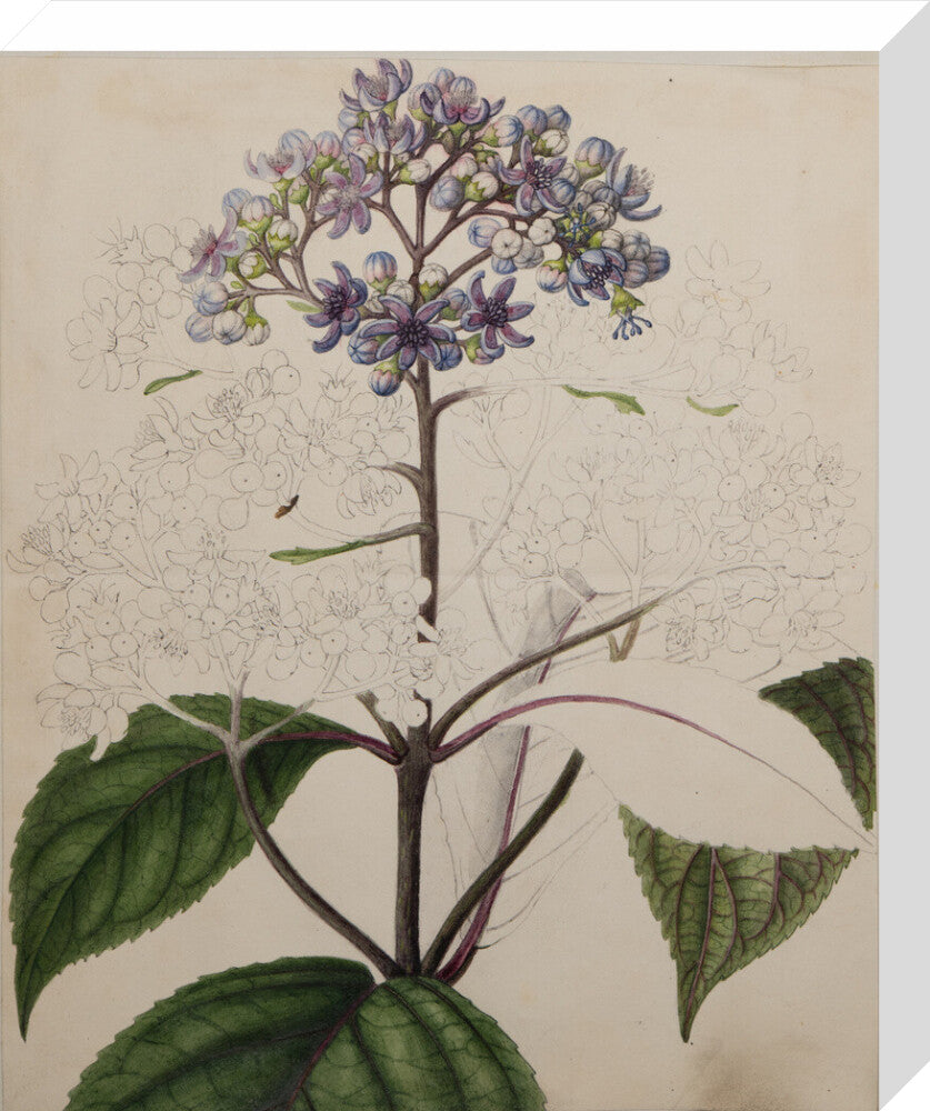 Adamia versicolor - Art print