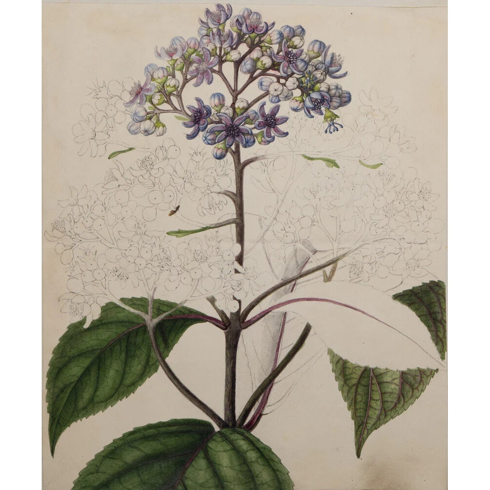 Image for Adamia versicolor print.
