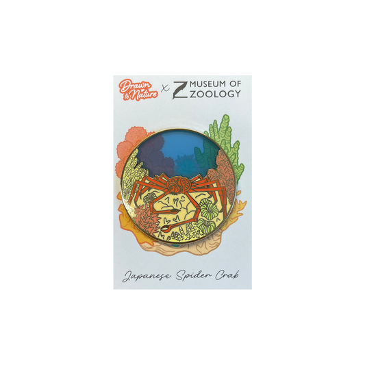 Japanese Spider Crab - Brooch