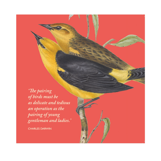 Darwin on Birds - Greeting card