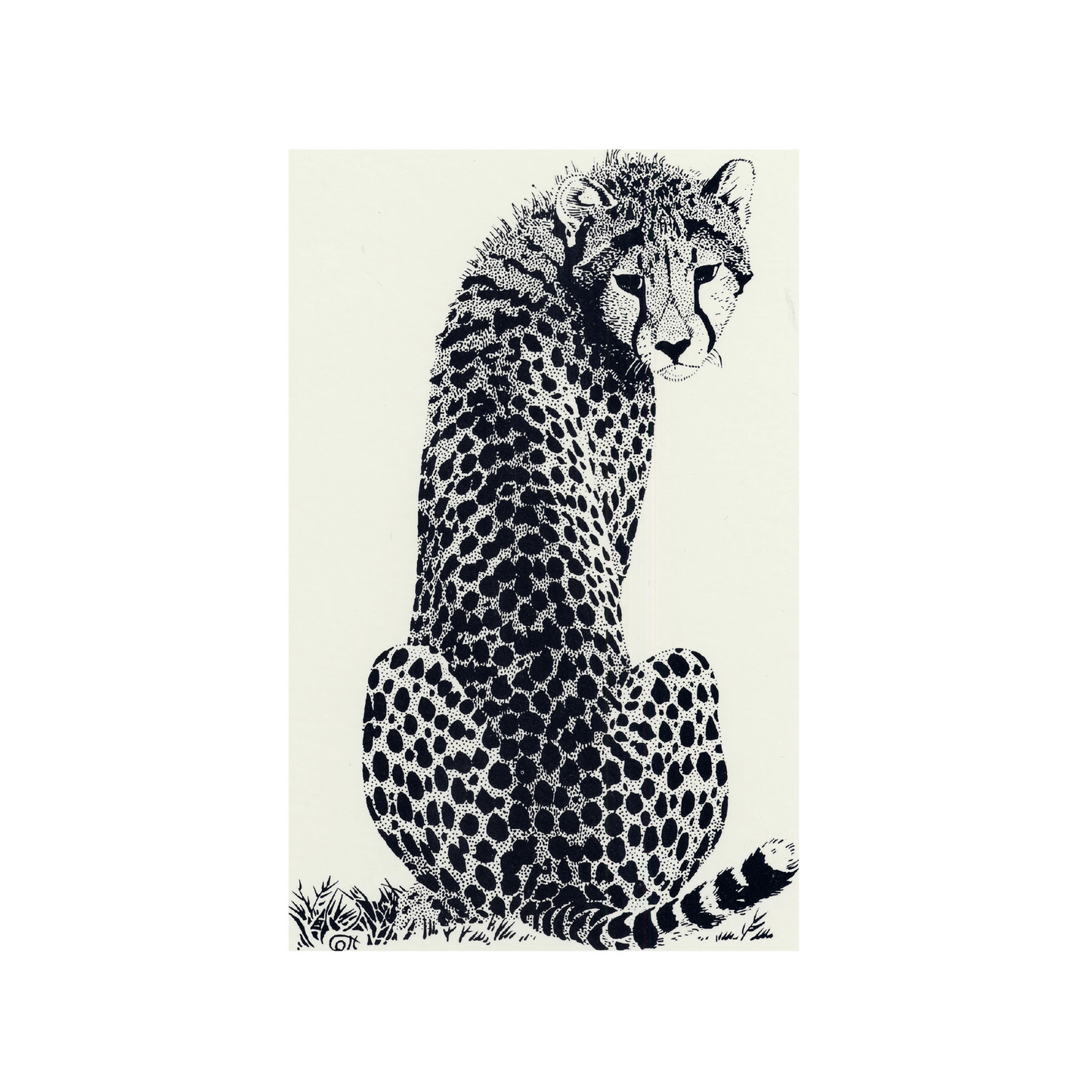 Cheetah Looking Back - Greeting Card