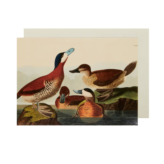 Ruddy Ducks by Audubon - Greeting card