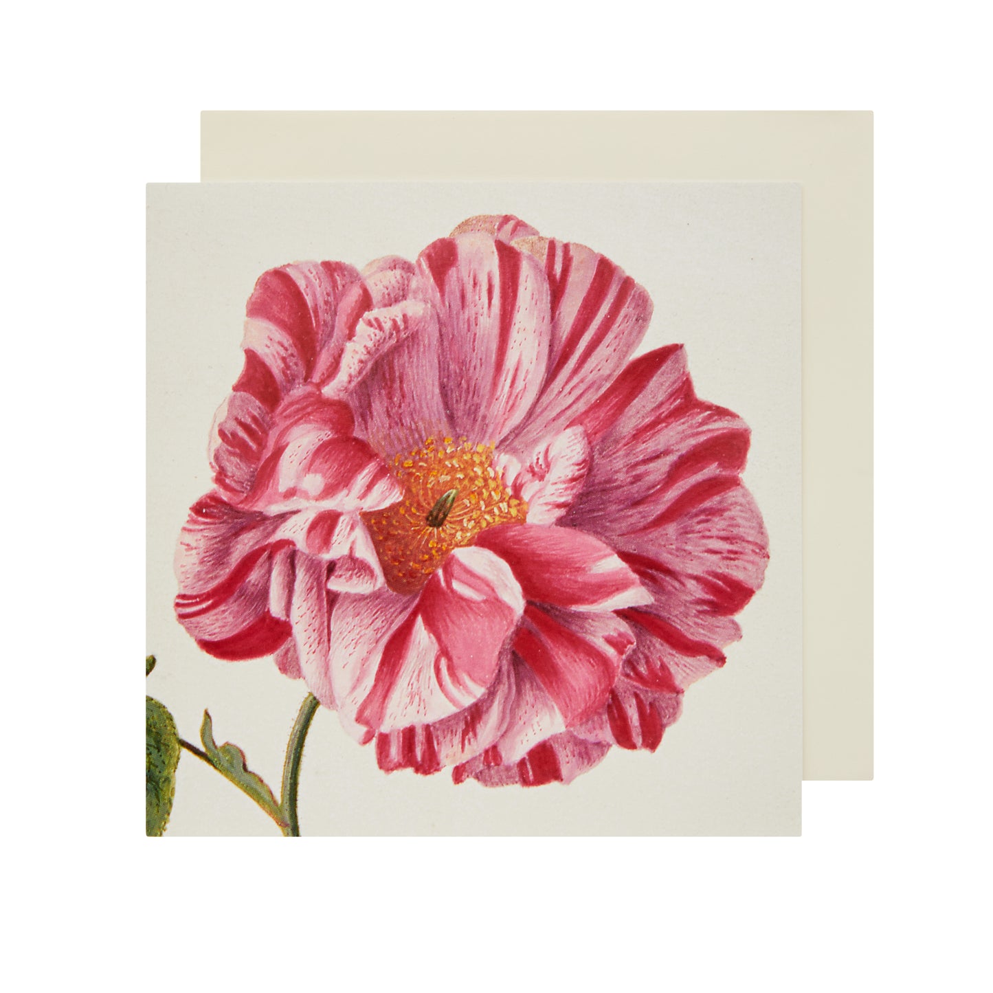 Provins rose - Greetings card