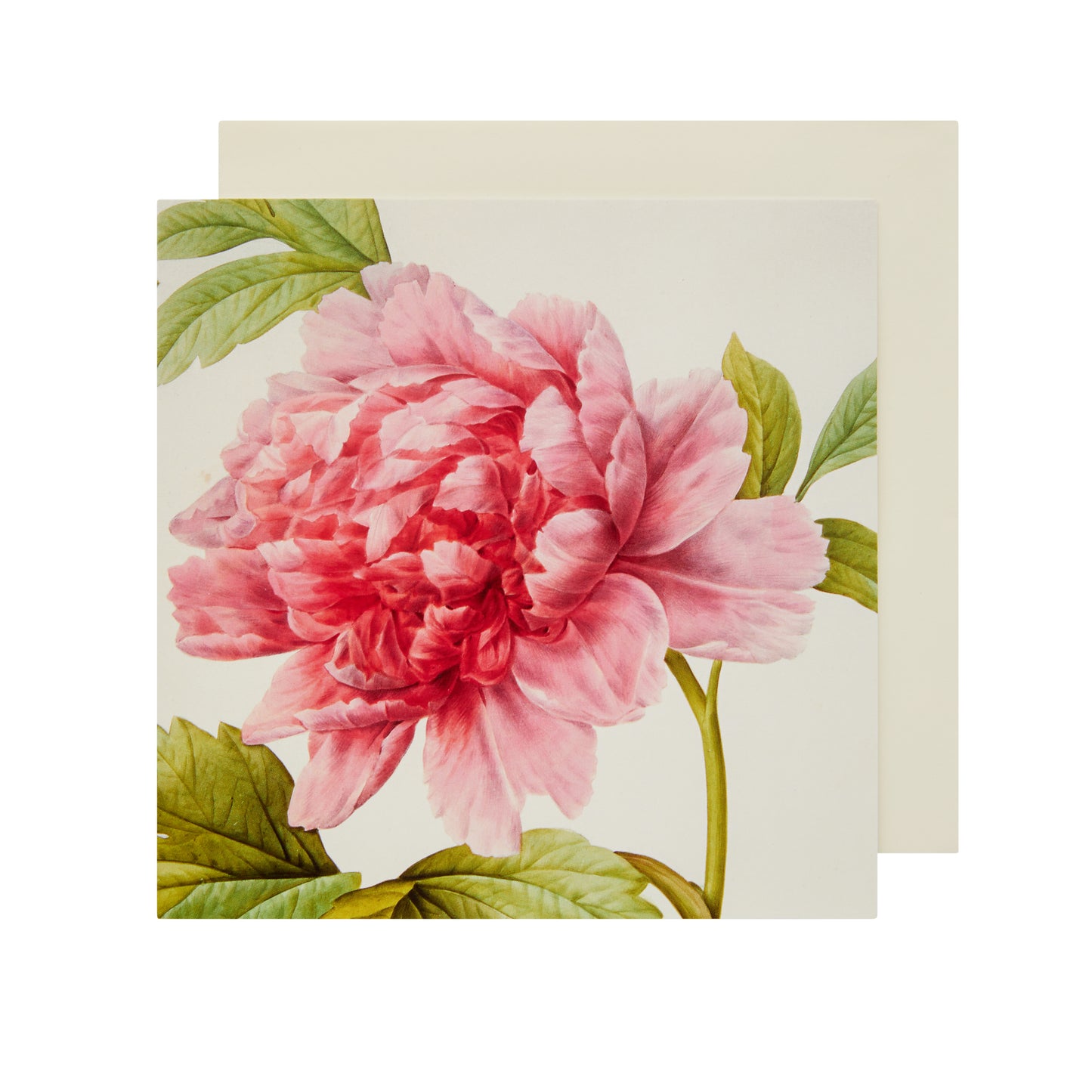 Paeonia - Greetings card