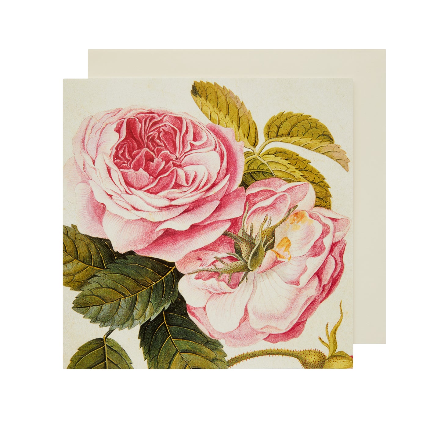 Provence Rose - Greetings Card