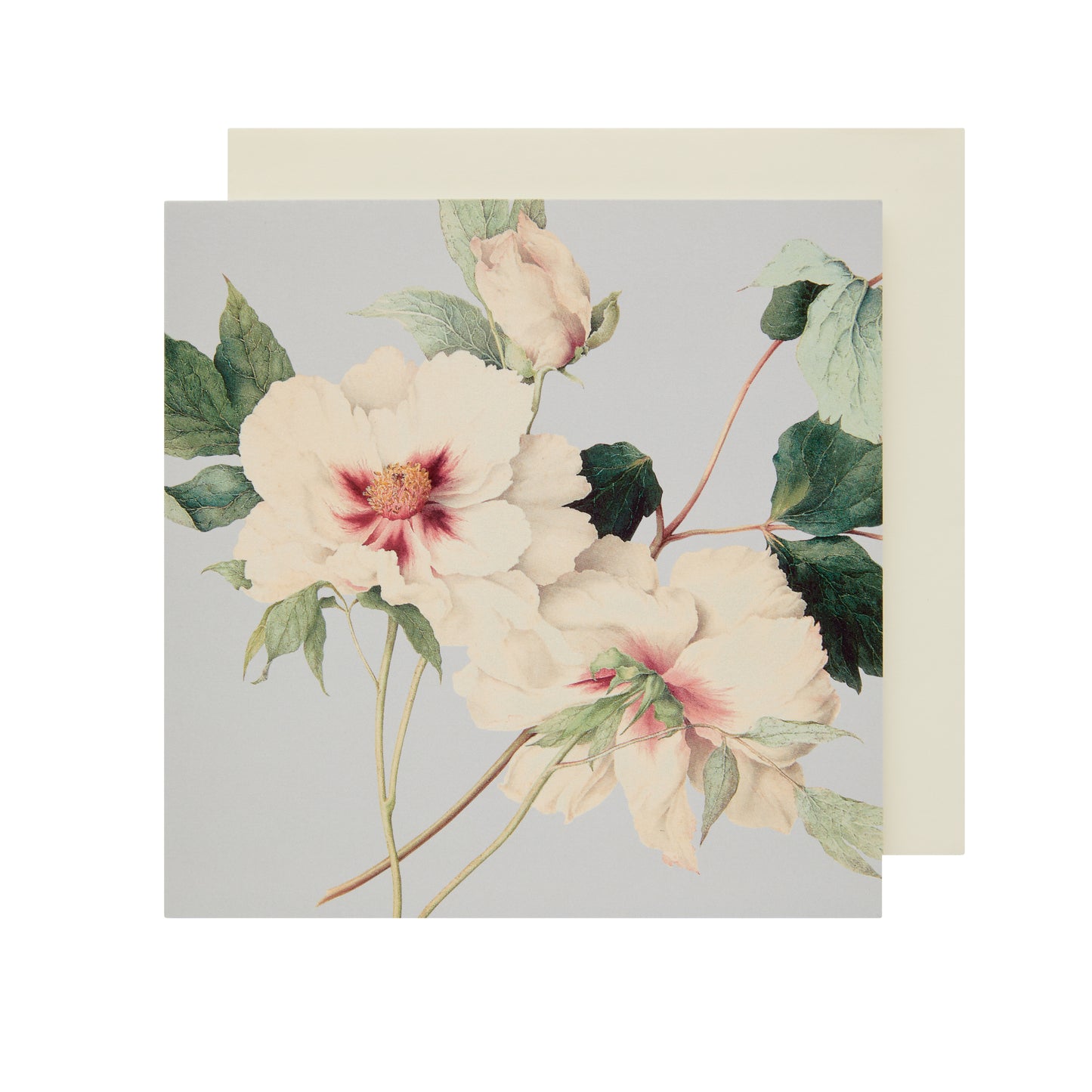 Paeonia Suffruticosa - Greetings card