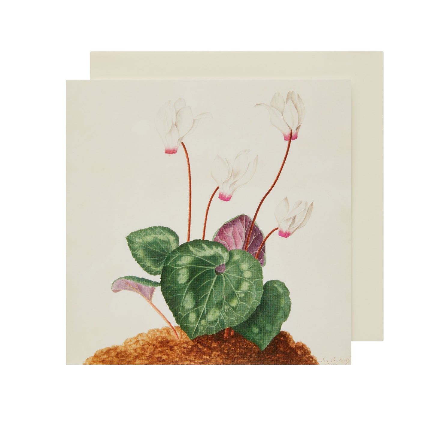 Cyclamen Persicum - Greetings card