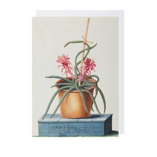 Aporocactus Flagelliformis - Greeting card