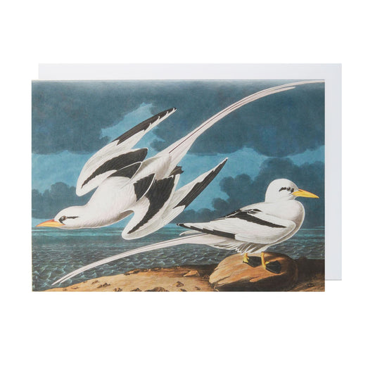 Tropic Bird - Greeting card