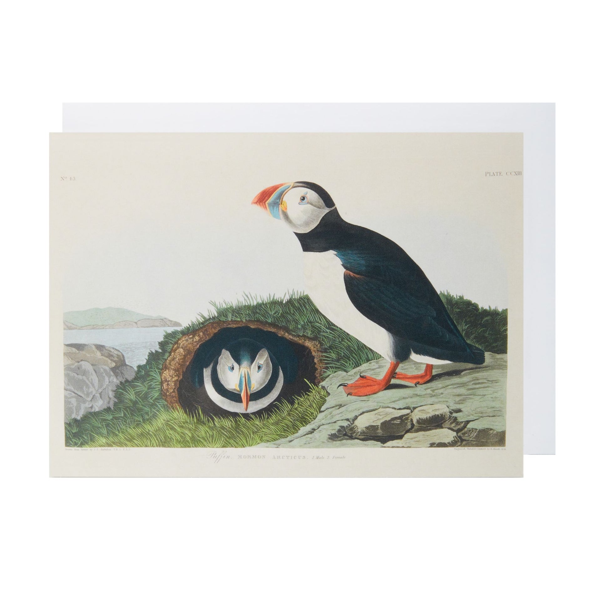 A greeting card featuring a colorful illustration of a puffin and its nest on a rock, with a clear sky in the background. By John James Audubon, from Birds of America.