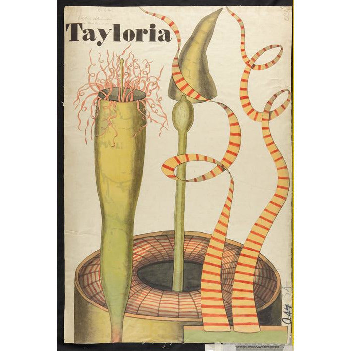 Tayloria teaching chart by John Stevens Henslow. From the collection of the Whipple Museum of the History of Science.