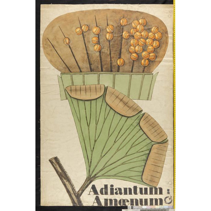 Adiantum amoenum - teaching chart by John Stevens Henslow. From the collection of the Whipple Museum of the History of Science.