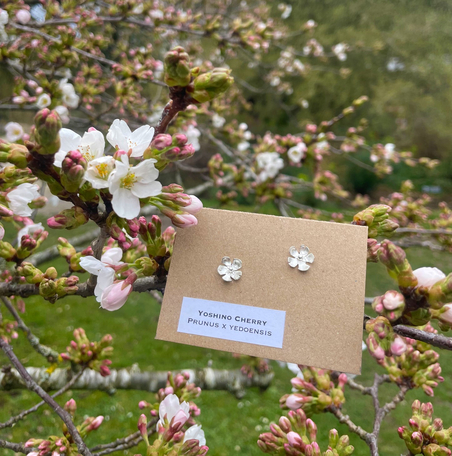 Yoshino Tree studs with tree.