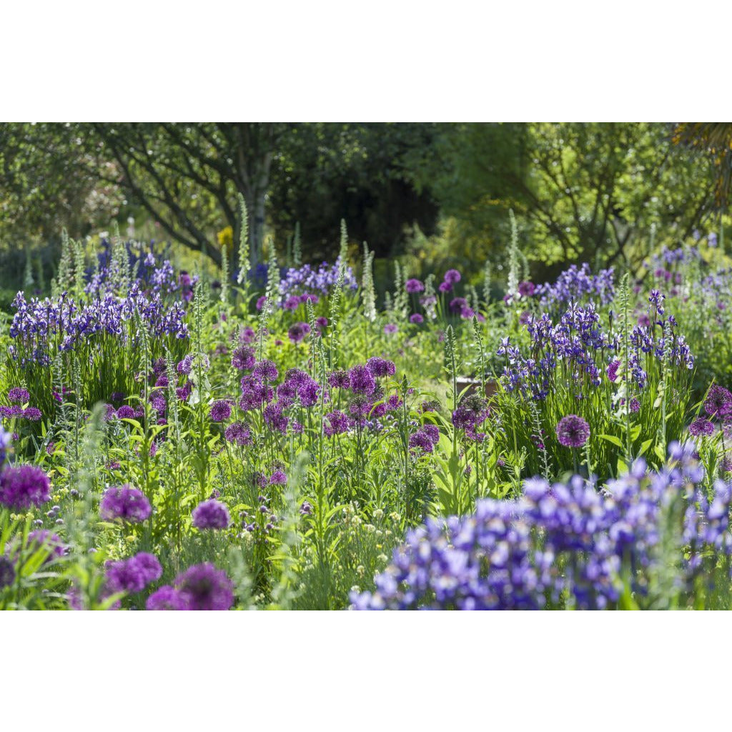 100% cotton tea towel featuring blue and purple flowers of the Bee Border at Cambridge University Botanic Garden. Brought to you by CuratingCambridge.co.uk