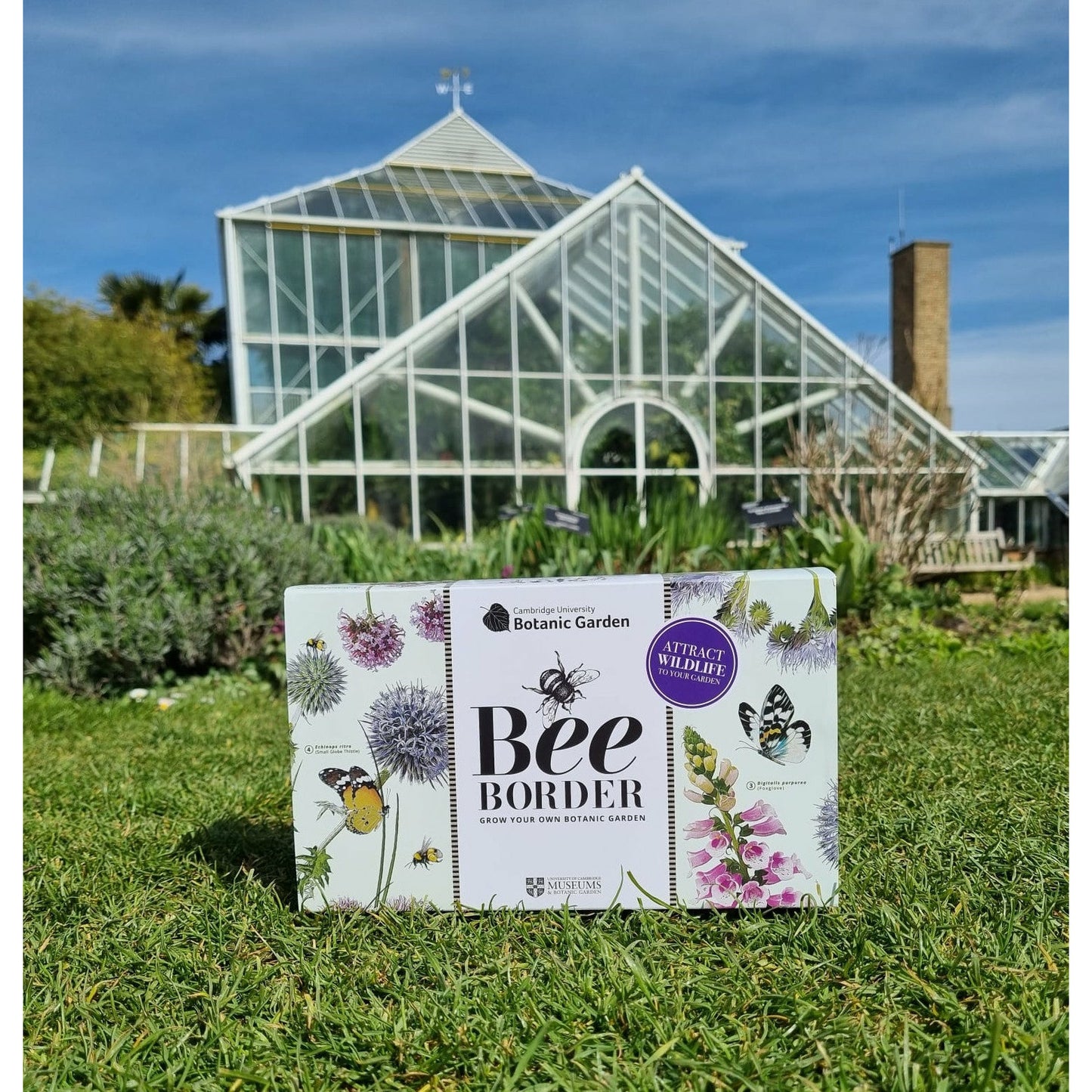 Bee Border - Seed growing kit