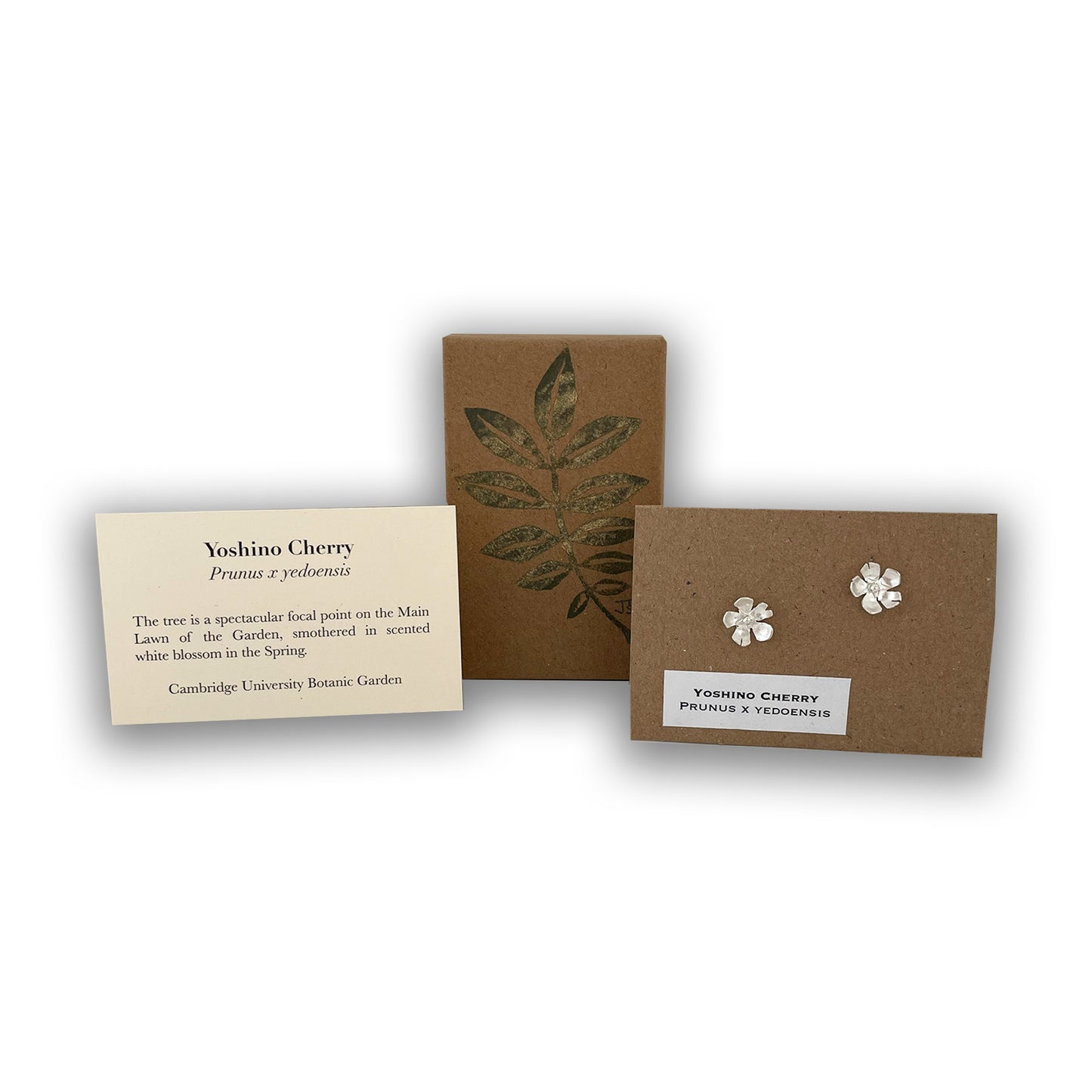 Yoshino tree studs with information card with box.