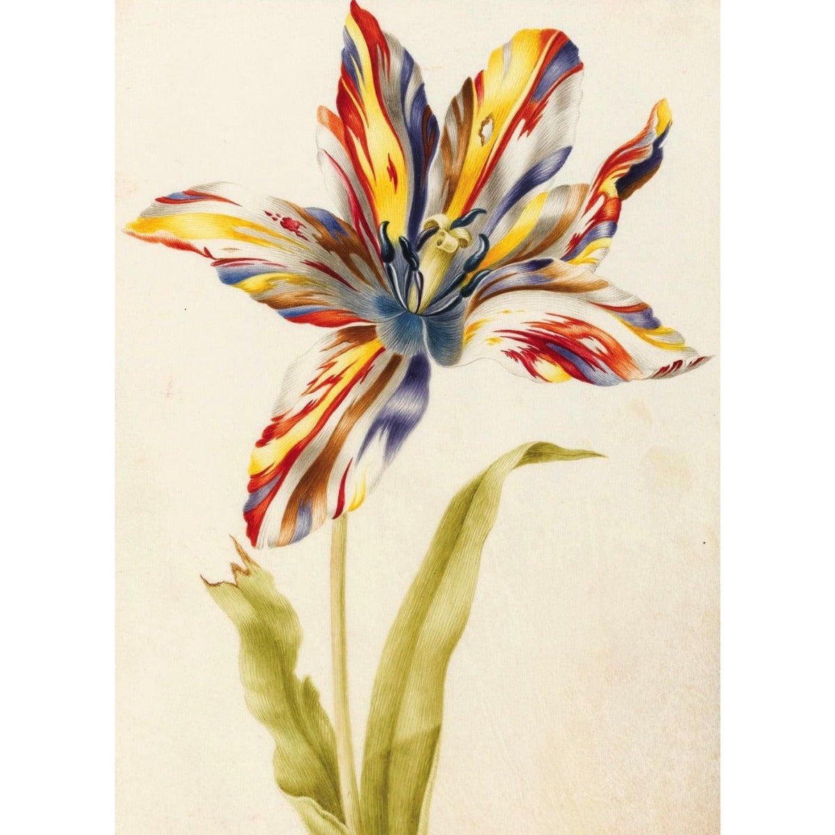 Greeting card - A Multicoloured Broken Tulip by Nicolas Robert. Red, yellow and white striped tulip and stem against a white background. From the collection of The Fitzwilliam Museum, brought to you by CuratingCambridge.com