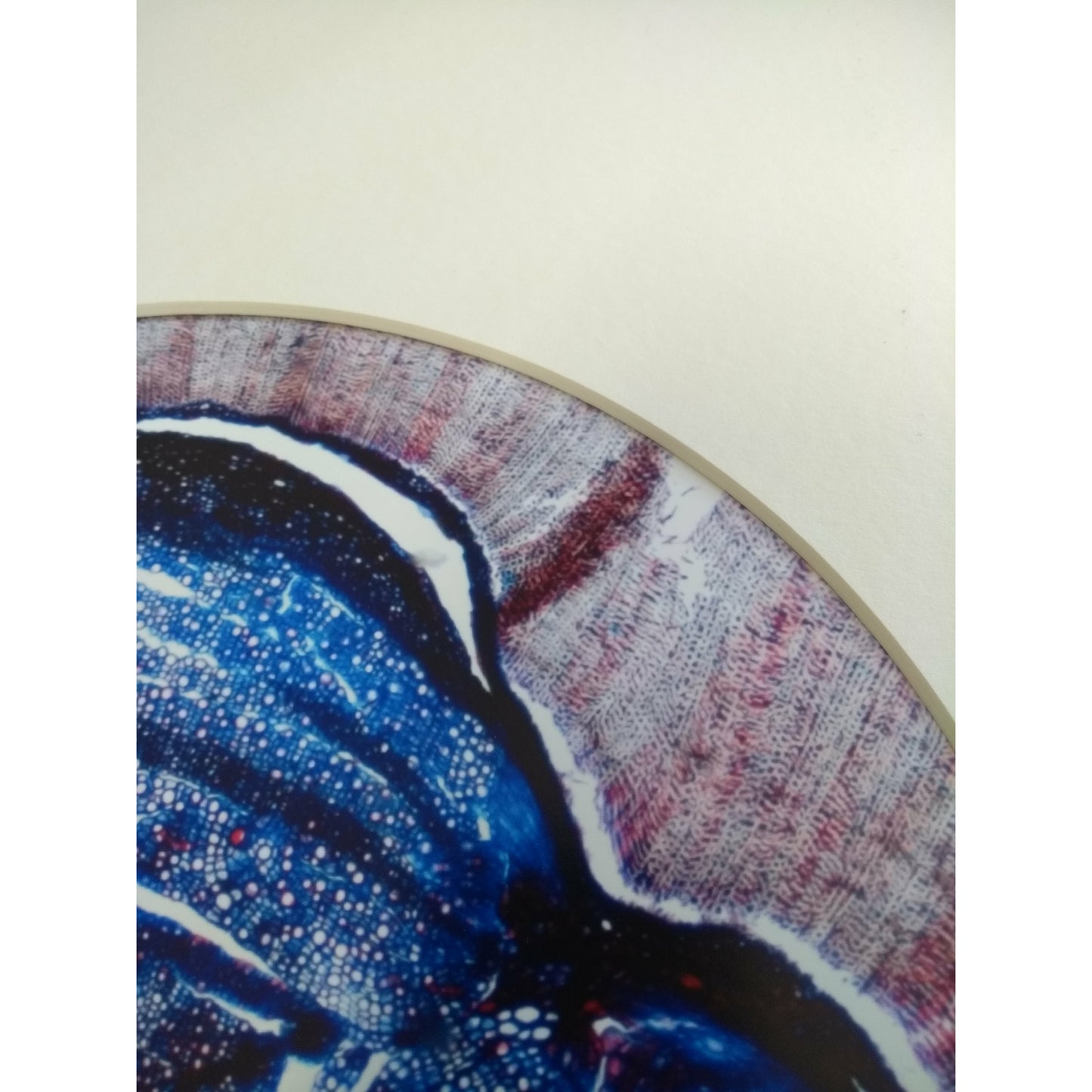 Purple Mountain Saxifrage - Mounted print