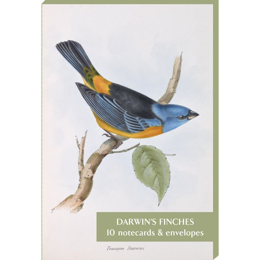 Notecard pack - Darwin's finches, from Zoology of the HMS Beagle, part 3: Birds. Illustrated by Elizabeth Gould. Cover image - Tanagra darwini. From the collection of Cambridge University Library, brought to you by CuratingCambridge.co.uk