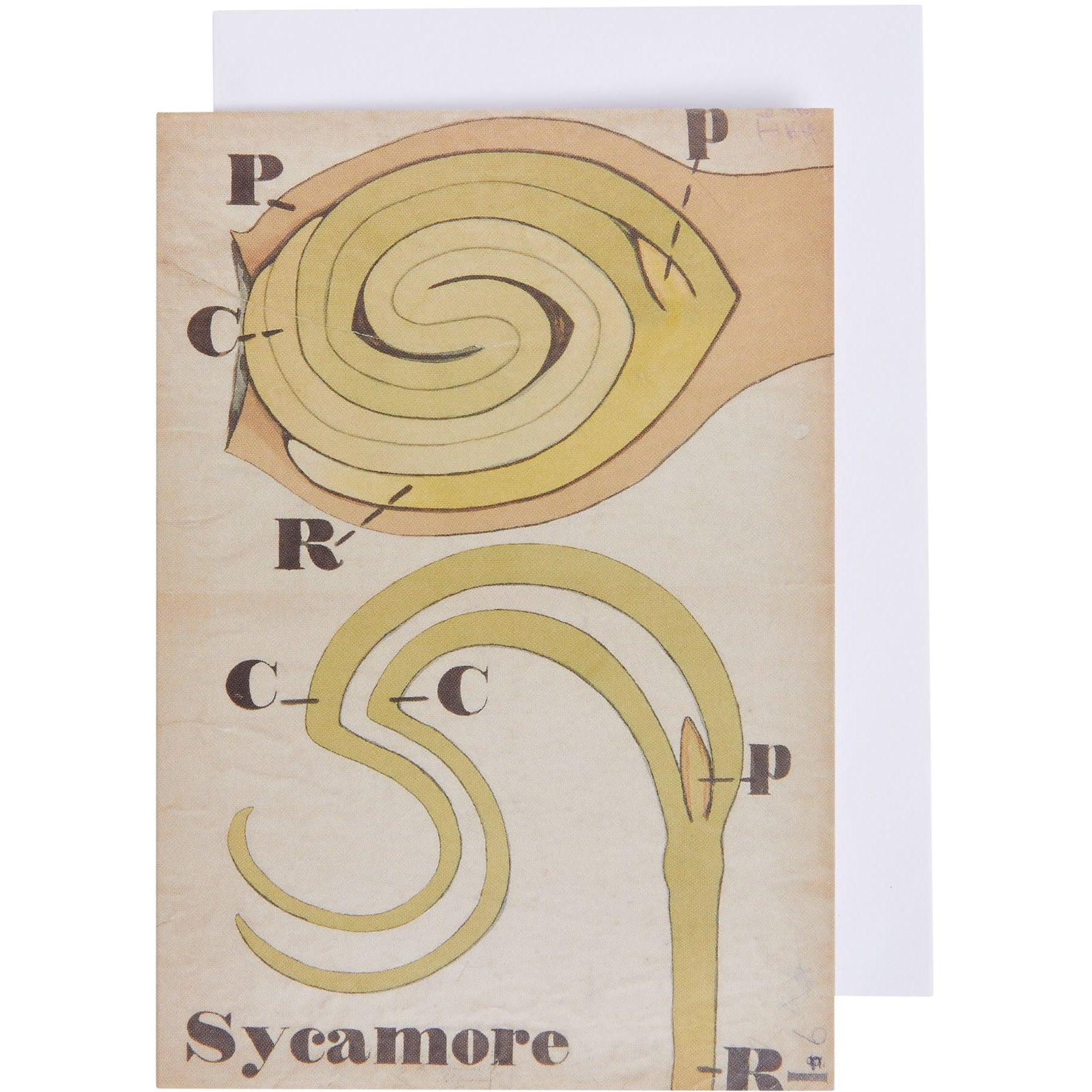 Notecard and envelope - Sycamore illustration by John Stevens Henslow. From the Whipple Museum of the History of Science, brought to you by CuratingCambridge.com