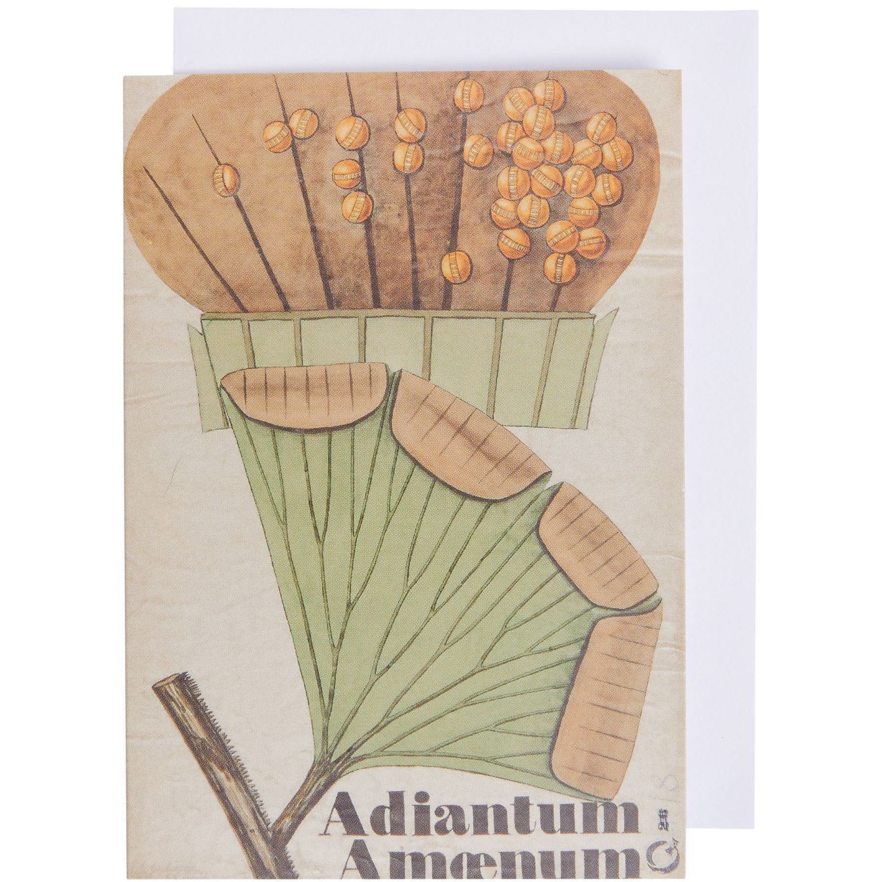 Notecard and envelope - Adiantum amoenum illustration by John Stevens Henslow. From the Whipple Museum of the History of Science, brought to you by CuratingCambridge.com