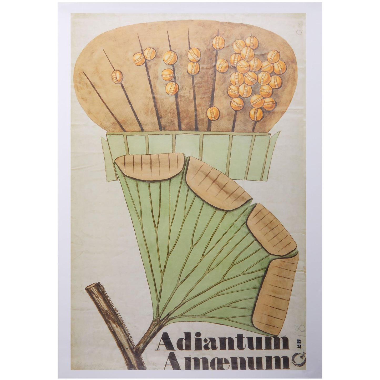 Henslow's Adiantum amoenum - A2 poster