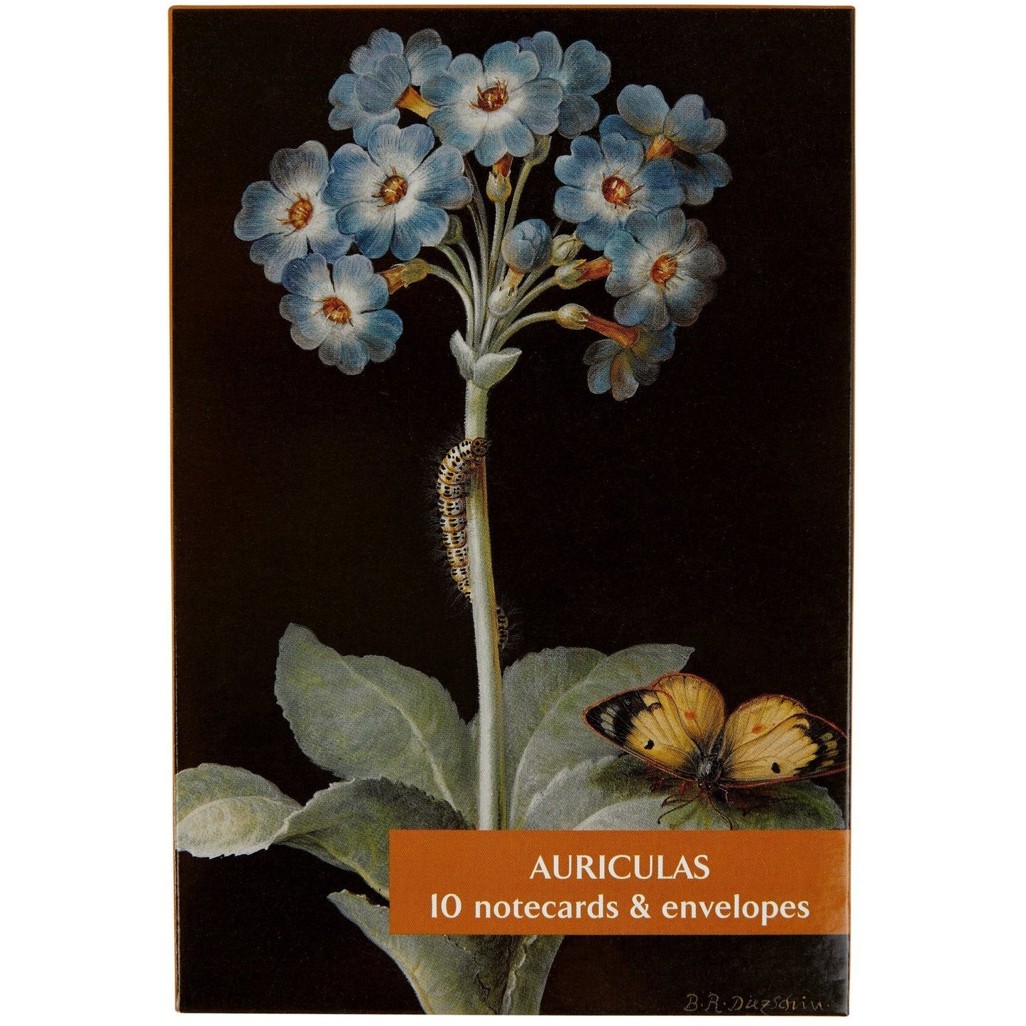 Notecard pack - Auriculas. Cover image Primula auricula by Barbara Dietzsch. From the Broughton Collection of the Fitzwilliam Museum, brought to you by CuratingCambridge.