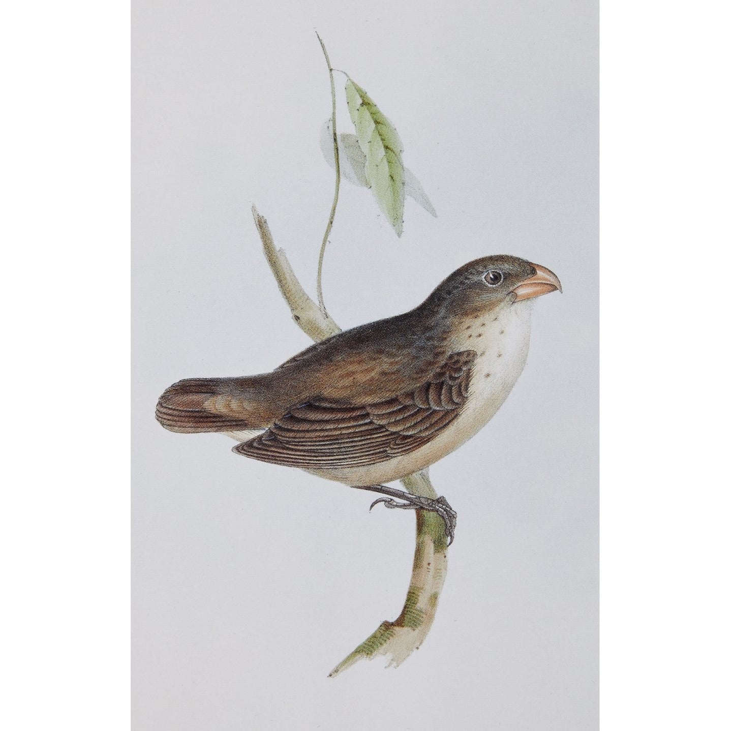 Notecard - Camarhynchus psittaculus finch. From the collection of Cambridge University Library, brought to you by CuratingCambridge.co.uk