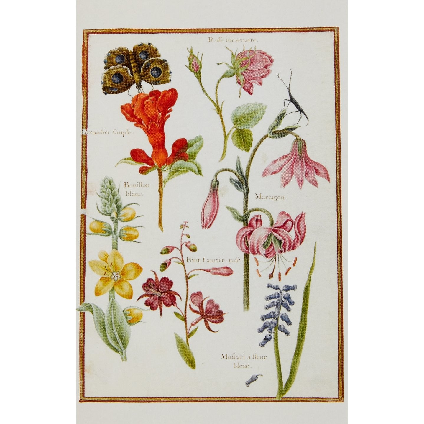 Notecard image - Flowers and Insects by Nicolas Robert.From the Broughton collection of the Fitzwilliam Museum, brought to you by CuratingCambridge.co.uk
