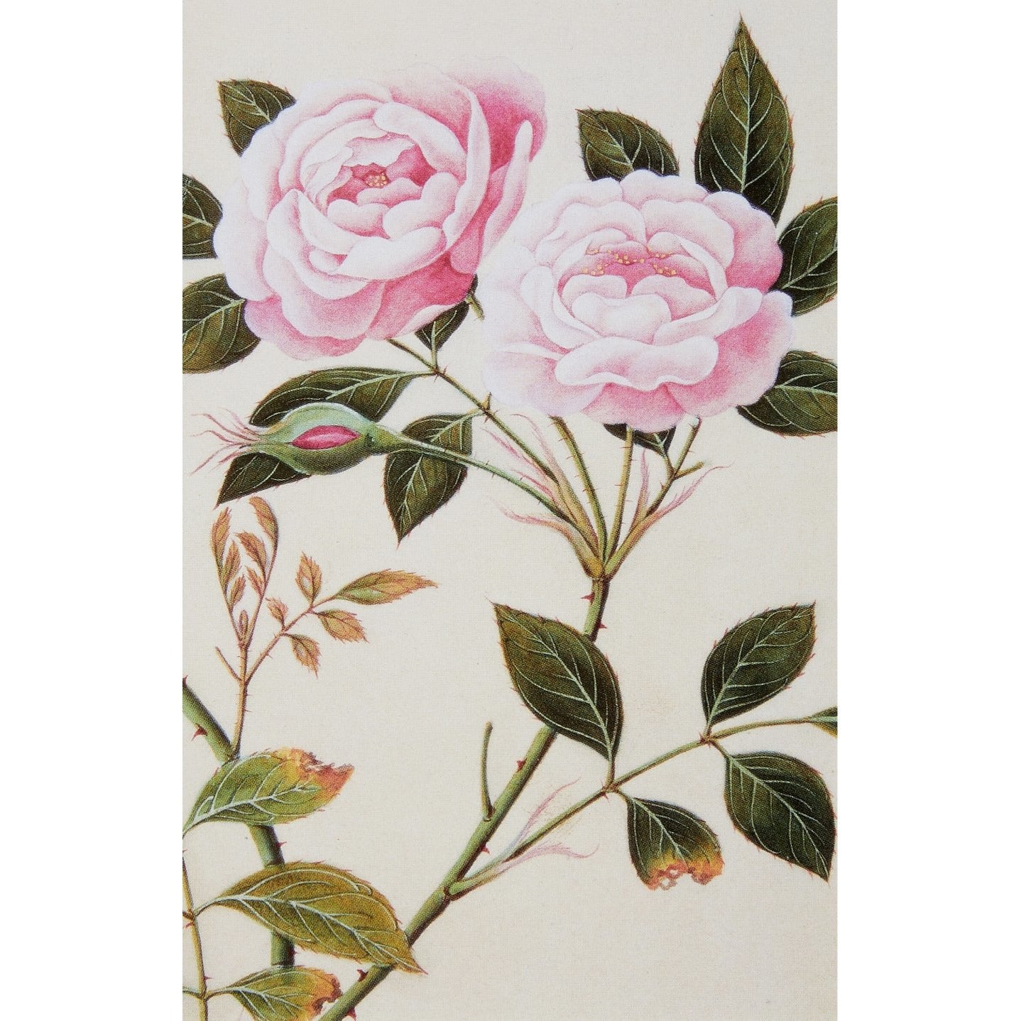 Notecard - Roses in bud and bloom (detail), Chinese School. From the Broughton Collection of the Fitzwilliam Museum, brought to you by CuratingCambridge.co.uk