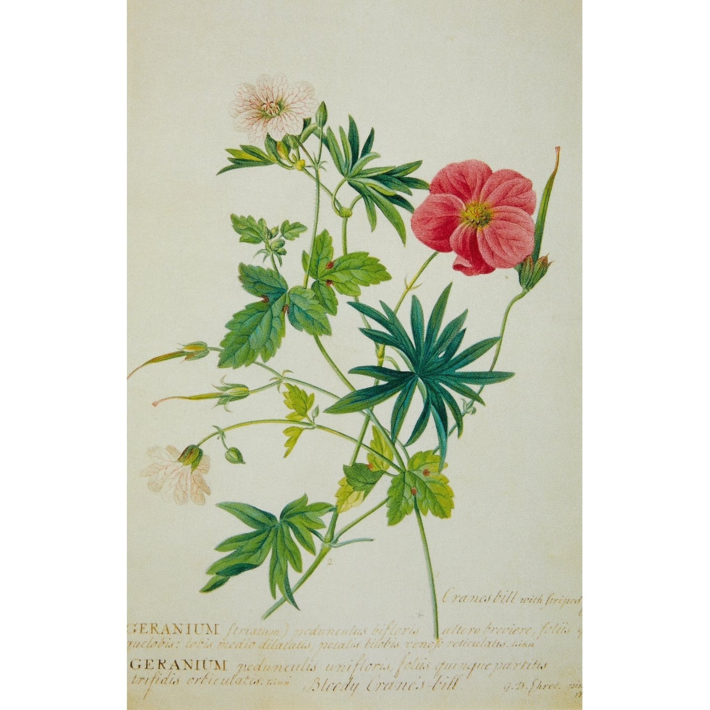 Notecard - Two geraniums by Georg Dionysius Ehret. From the Broughton collection of the Fitzwilliam Museum, brought to you by CuratingCambridge.co.uk
