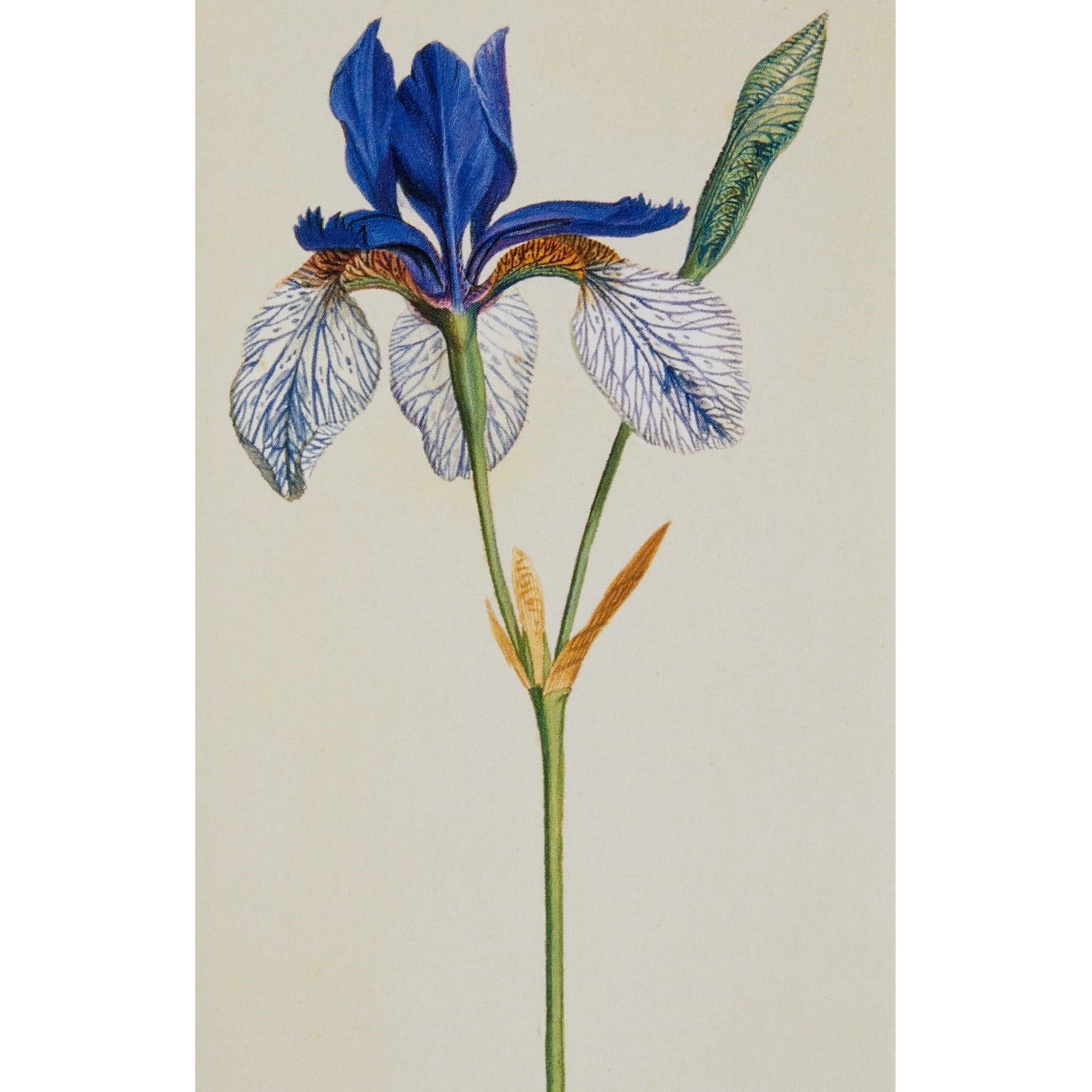 Irises - Notecard pack