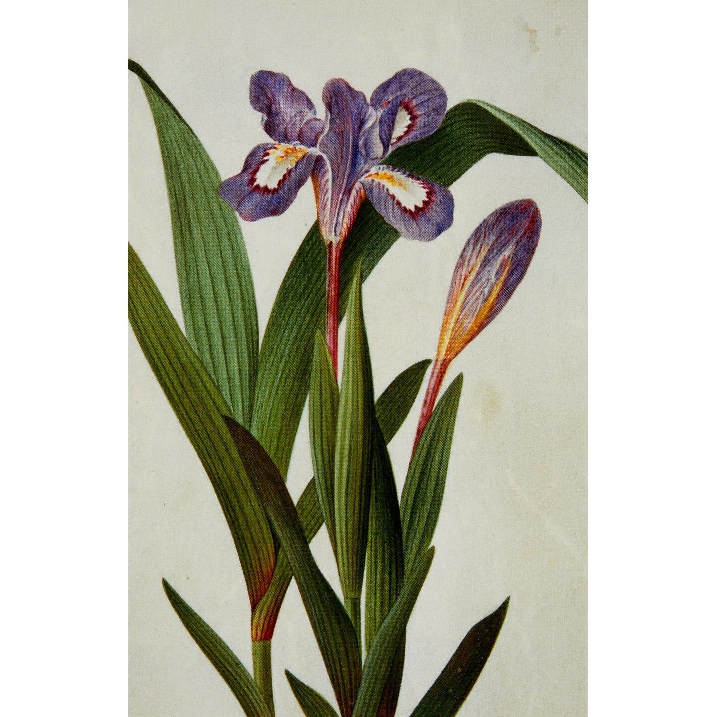 Irises - Notecard pack