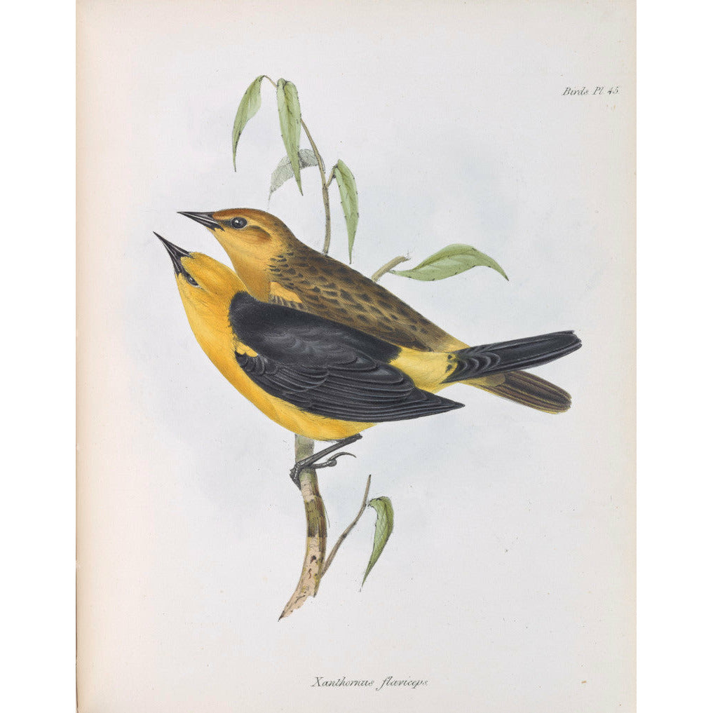 Original coloured illustration of a pair of Black-hooded orioles by John Gould.