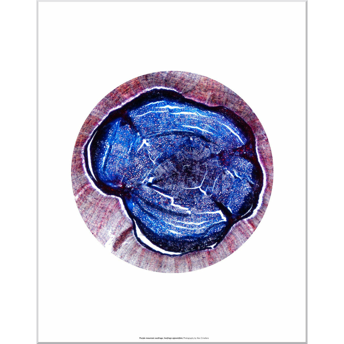 Purple Mountain Saxifrage - Mounted print