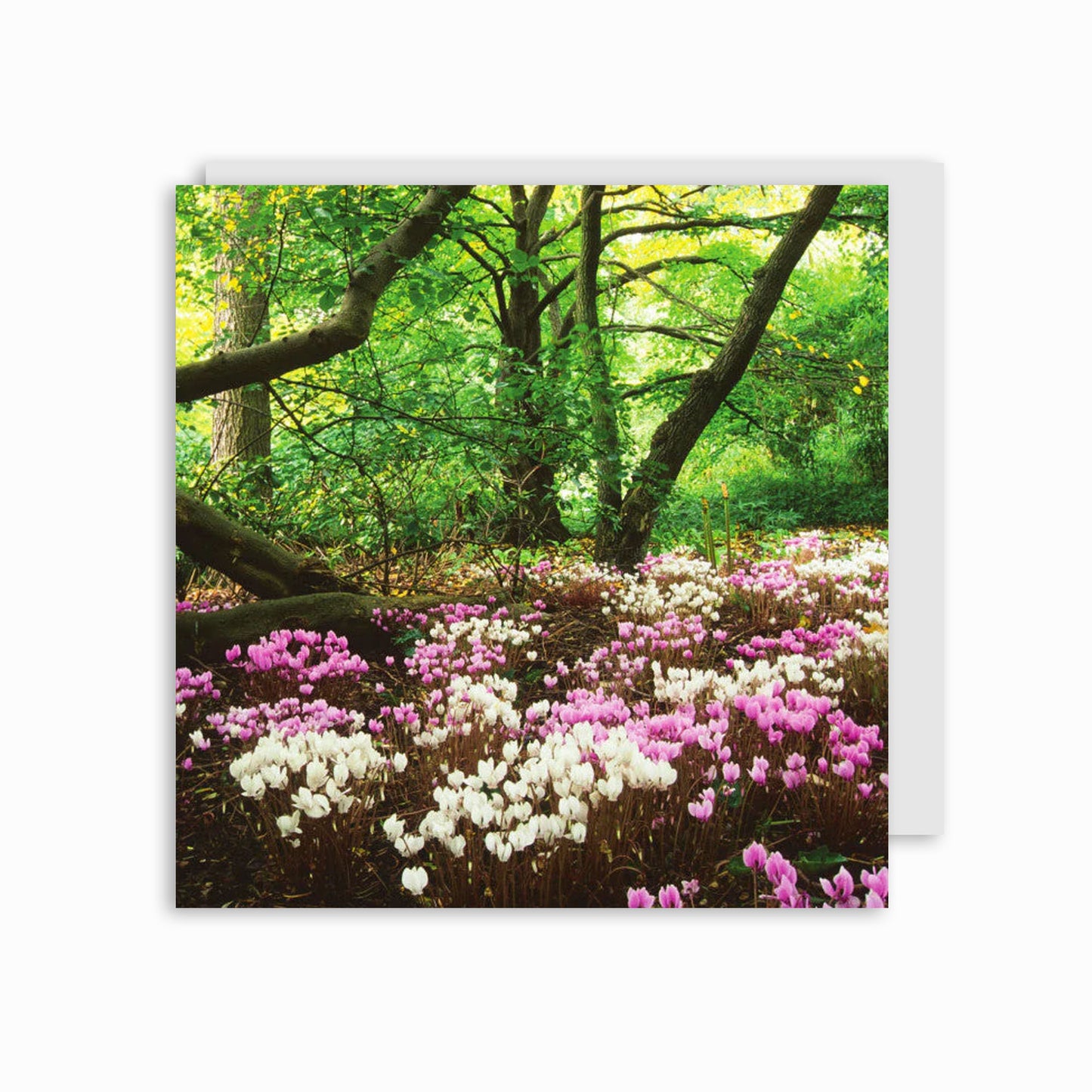 Cyclamen Beneath Trees - Greeting card