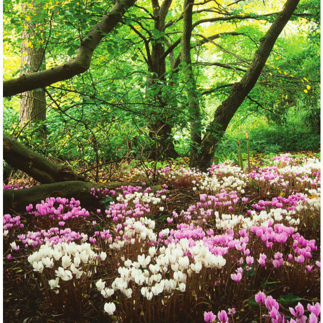 Cyclamen Beneath Trees - Greeting card