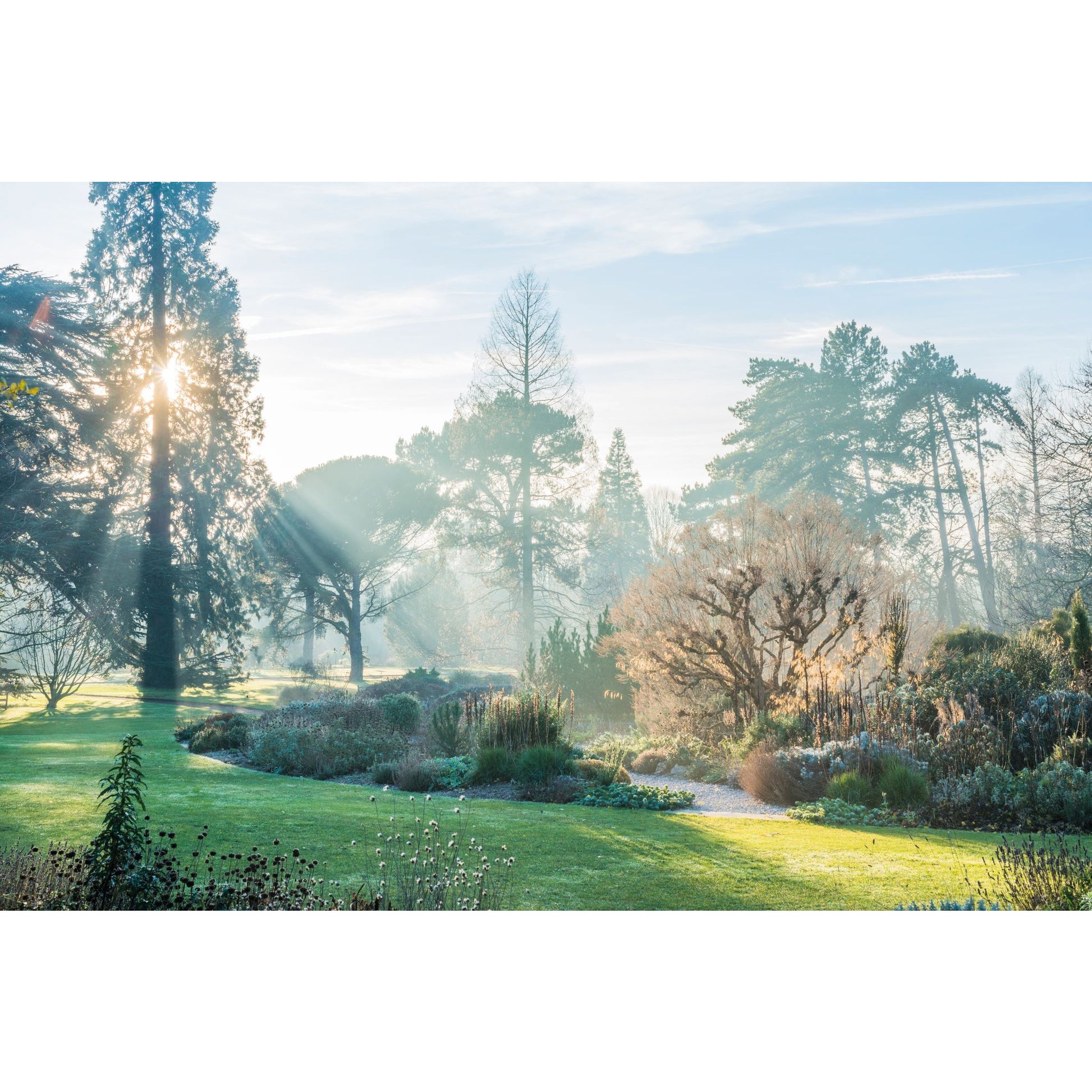 Square greeting card - photograph of lawn and trees at Cambridge University Botanic Garden, with the low November sun shining through the trees. Brought to you by CuratingCambridge.com