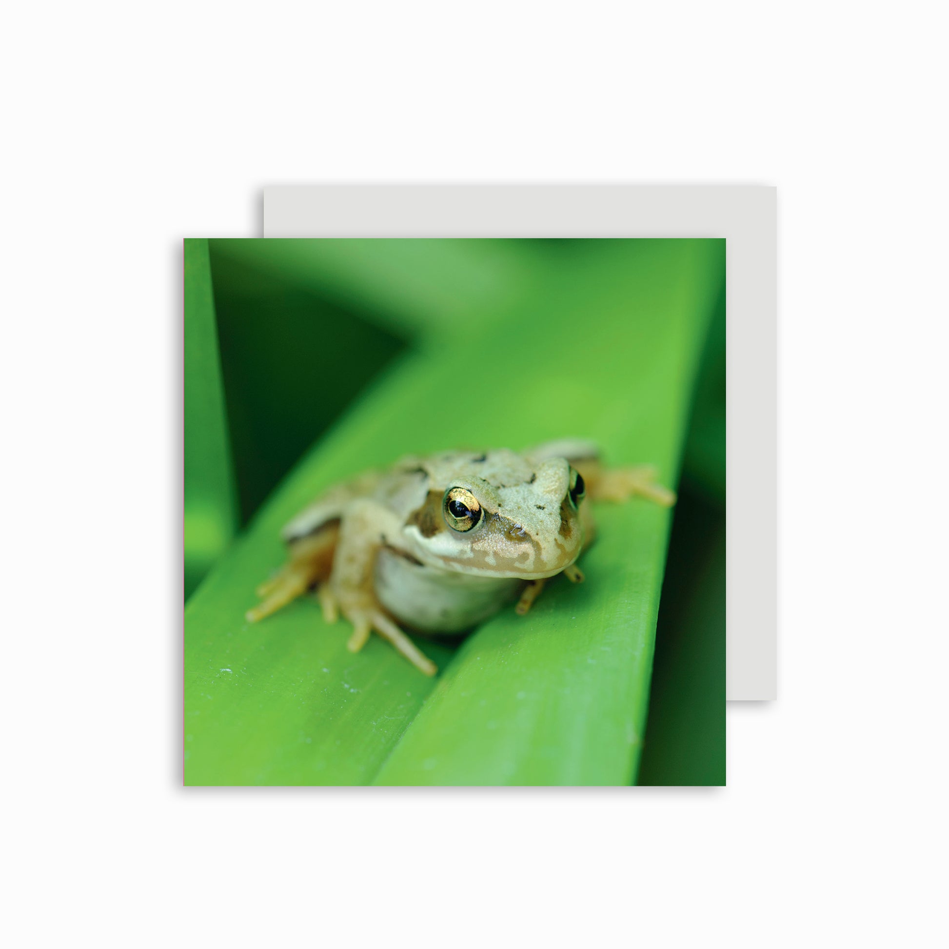 Frog Greetings card.