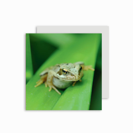 Frog Greetings card.
