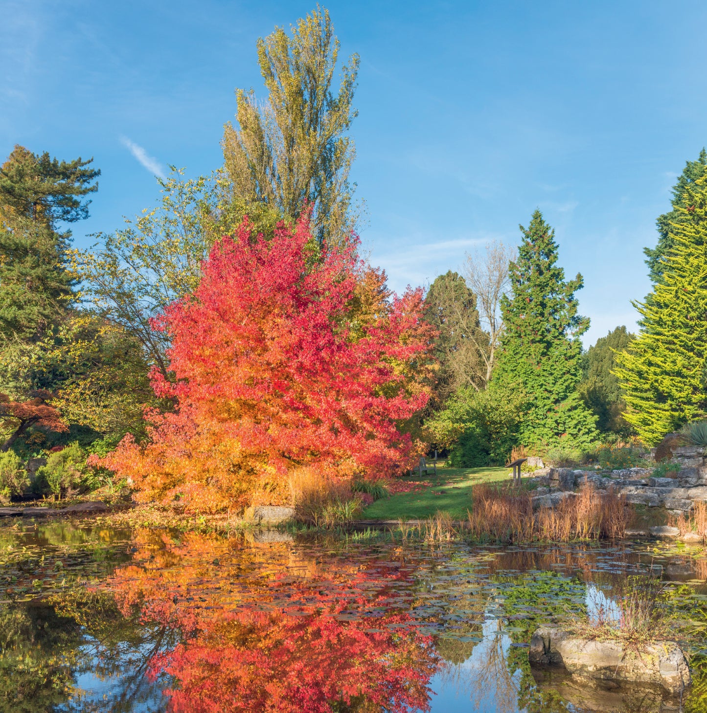 Sweetgum in Autumn image.