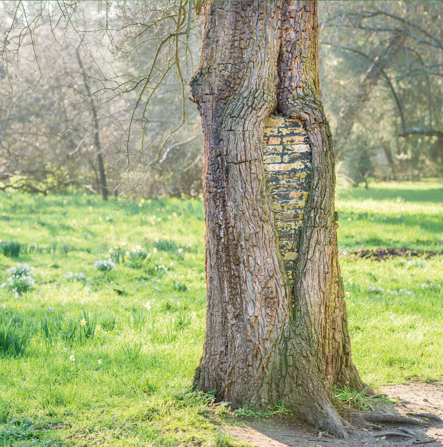 Botanic Gardens Tree Image