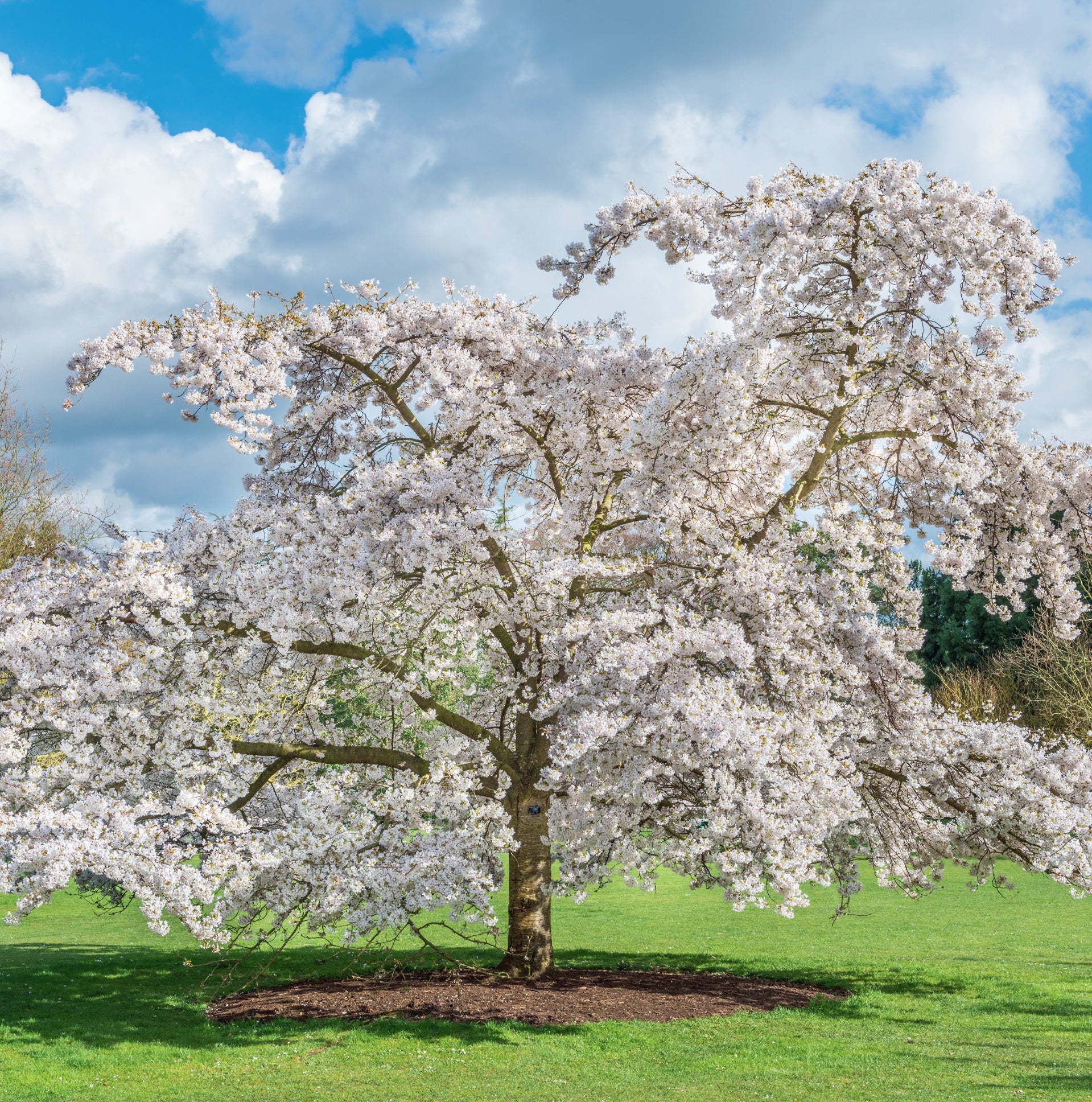 Yoshino Tree Image.