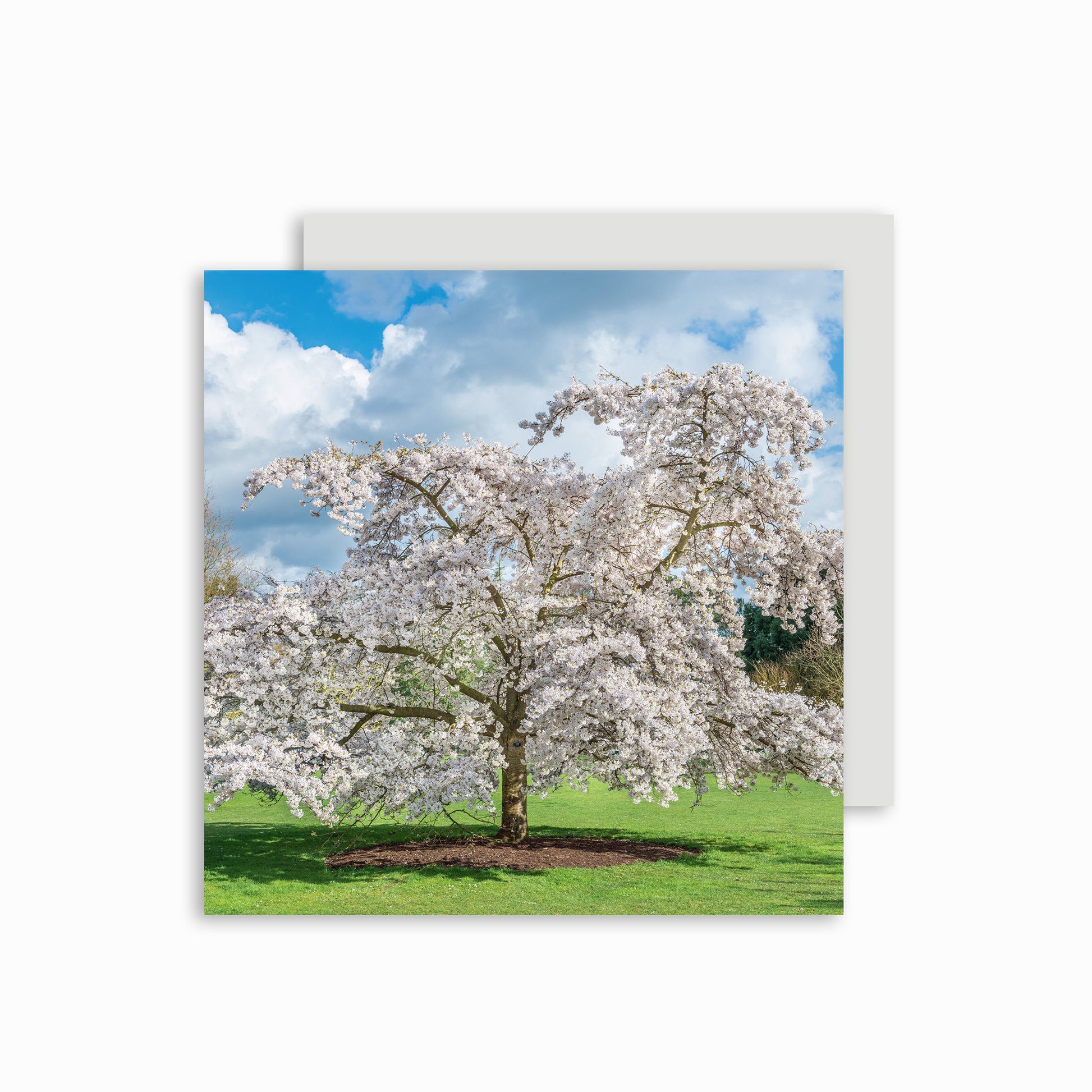 Yoshino Tree Greetings Card.