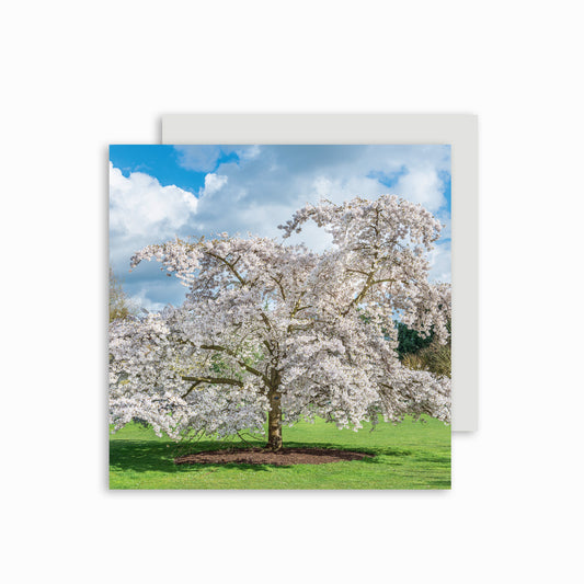 Yoshino Tree Greetings Card.
