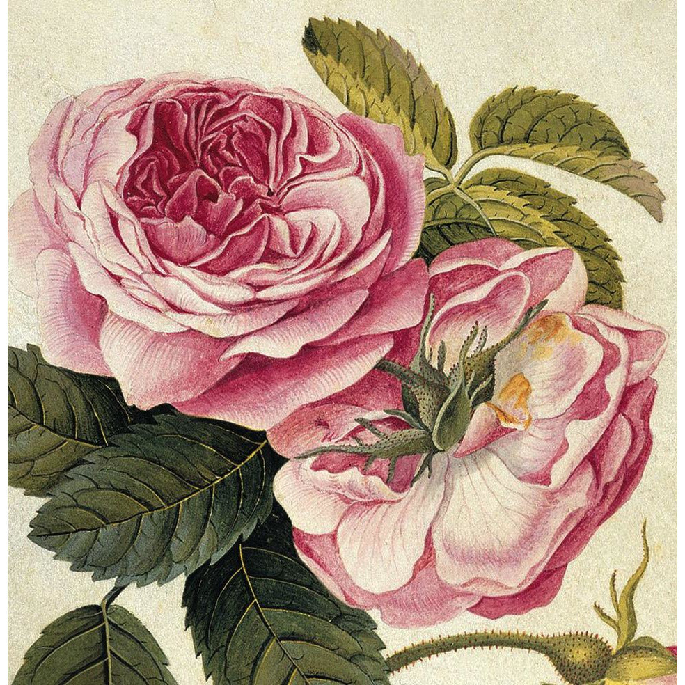 Provence Rose - Greetings Card