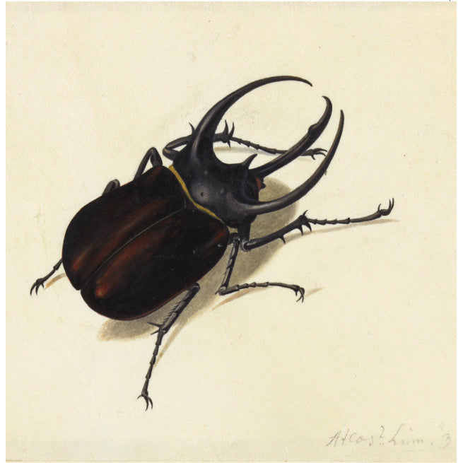Atlas Beetle - Greeting Card