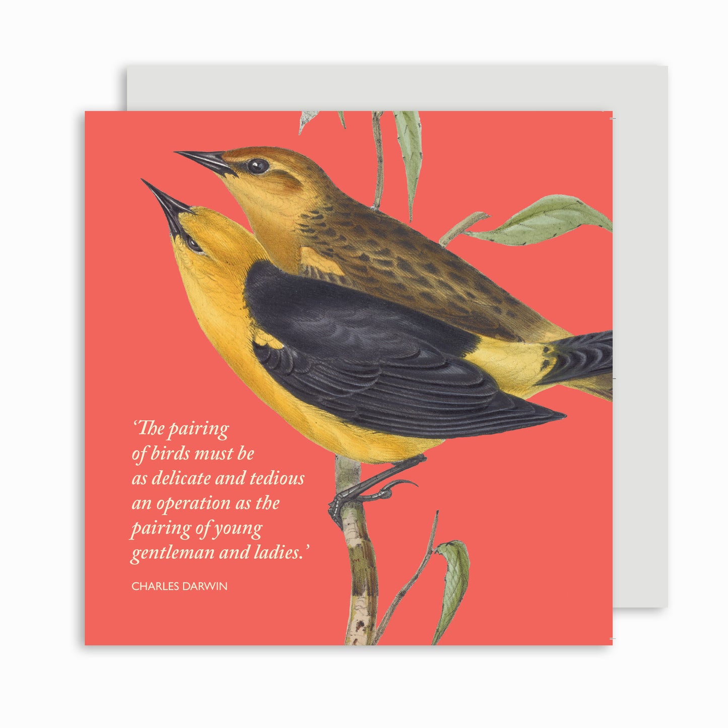 Colour watercolour painting of two yellow, black, and brown oriole birds. Coral/orange background. Quotation in very pale green reads: 'The pairing of birds must be as delicate and tedious an operation as the pairing of young gentlemen and ladies.' Charles Darwin.